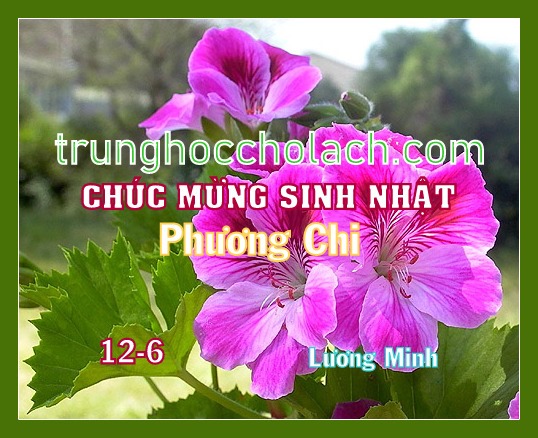 Phuong Chi